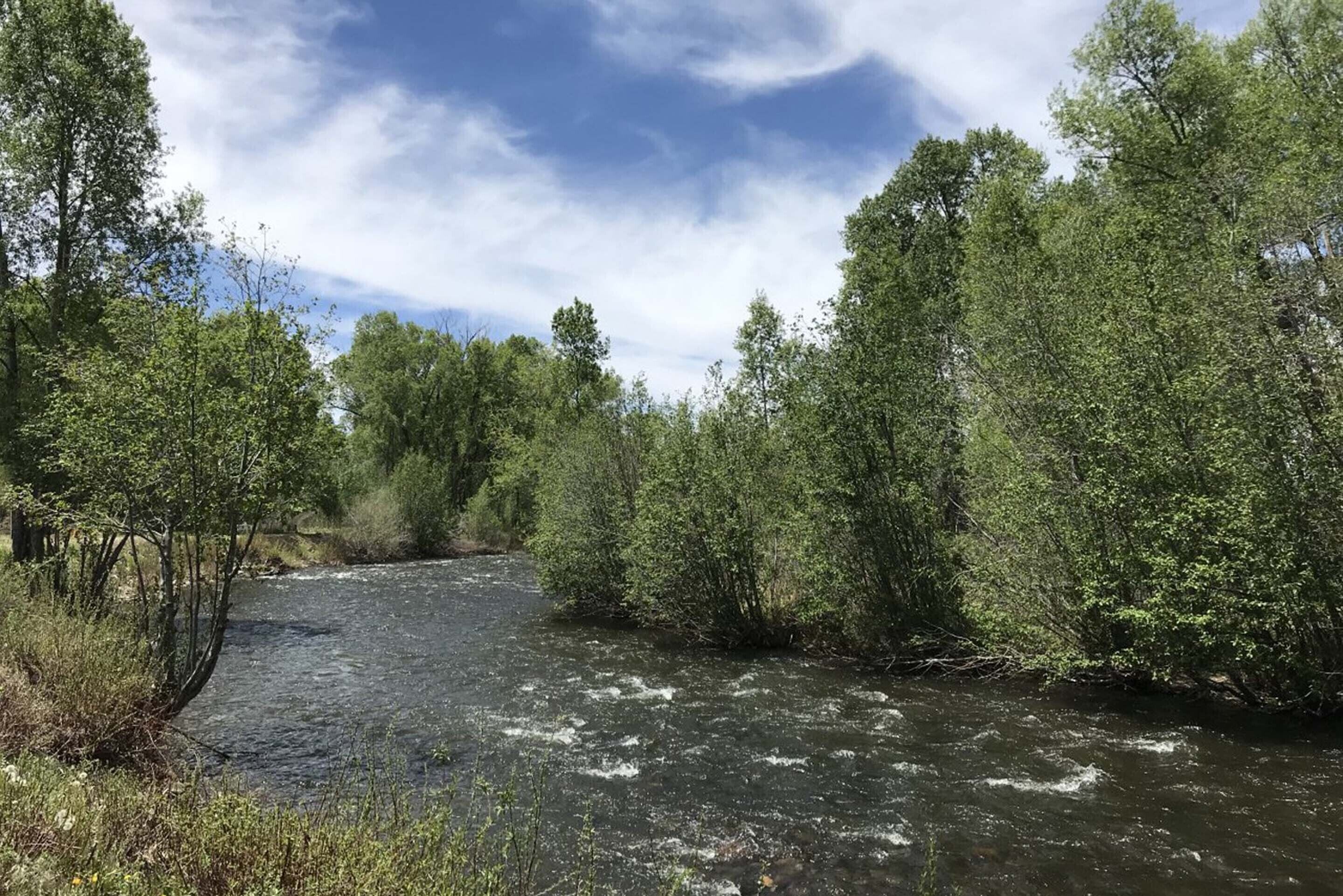 Une rivière qui traverse une zone densément boisée, avec des arbres de chaque côté.
