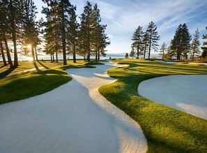 A golf course with sand bunkers, green fairways, and tall pine trees.