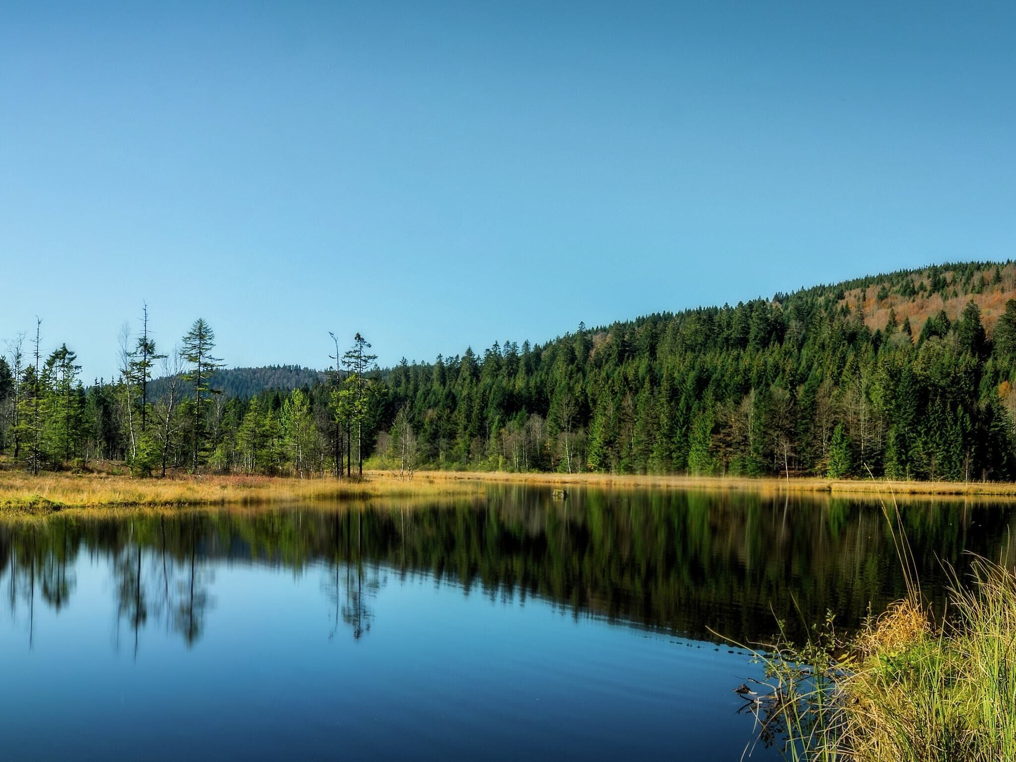 Ein ruhiger See, umgeben von dichtem Wald und wolkenlosem, blauem Himmel.