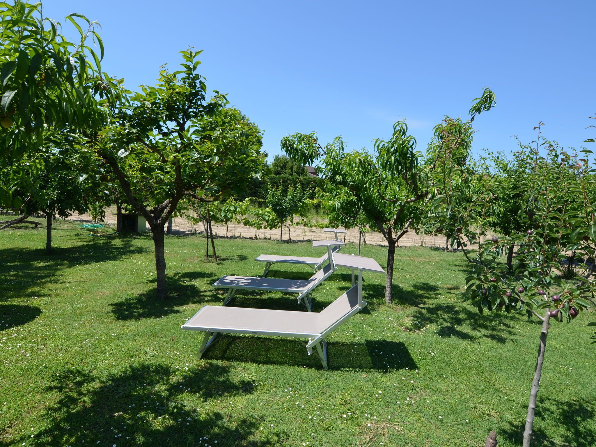 A grassy area with two metal sun loungers and trees.