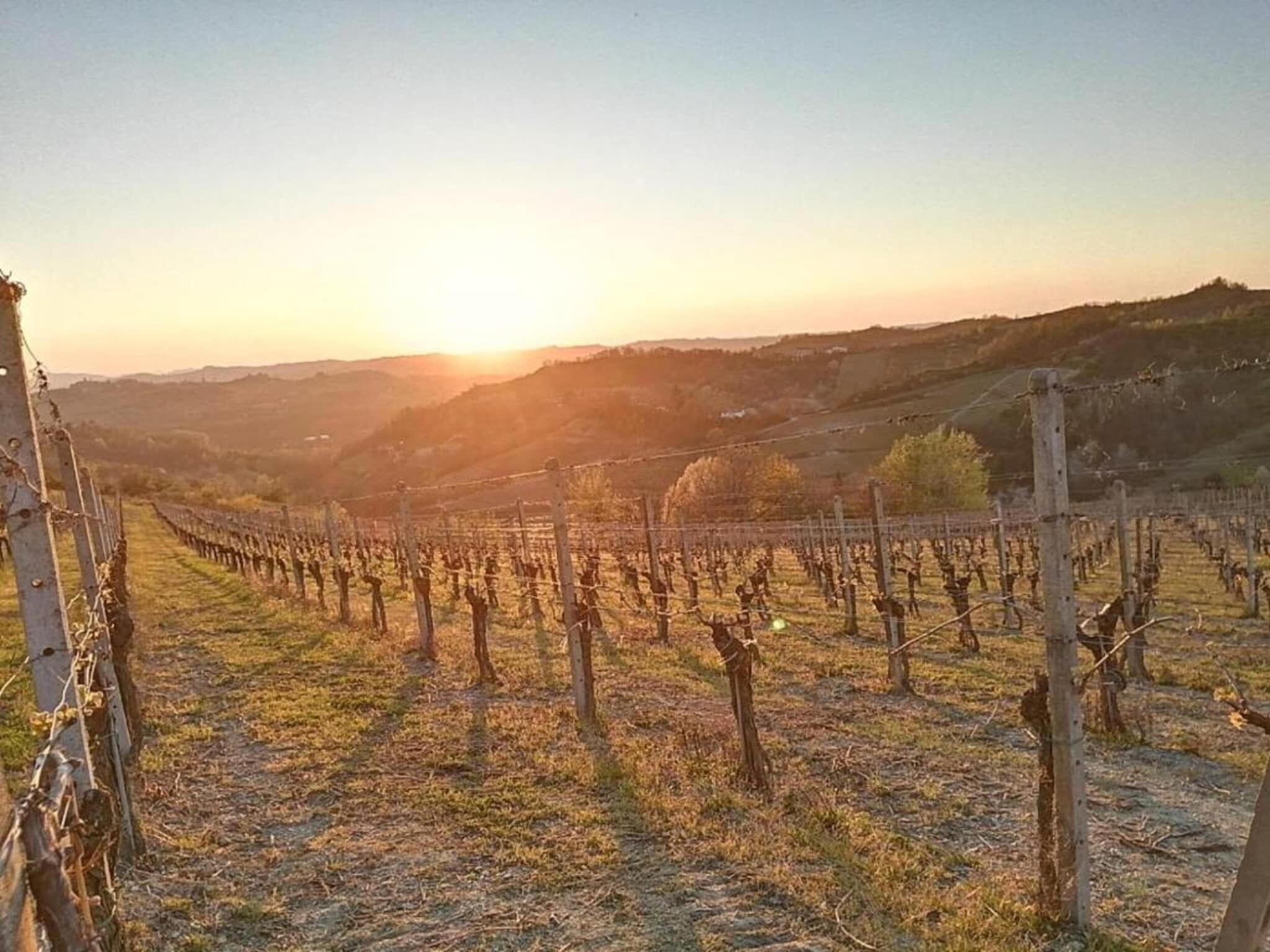 Ein Weinberg mit Reihen von Weinreben im Abendlicht.