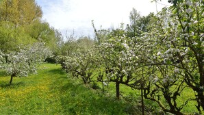 An orchard with blooming trees and a grassy field. - Holiday Home in Saint-Omer near Lake & Forest (Saint-Omer (Serques))