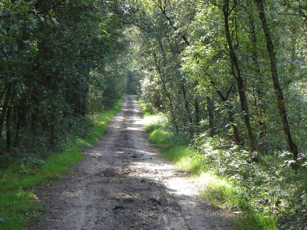Un sendero de tierra rodeado de follaje verde y tupido.