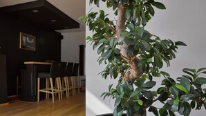 A potted tree in a modern indoor space with a wooden floor and a reception area in the background.
