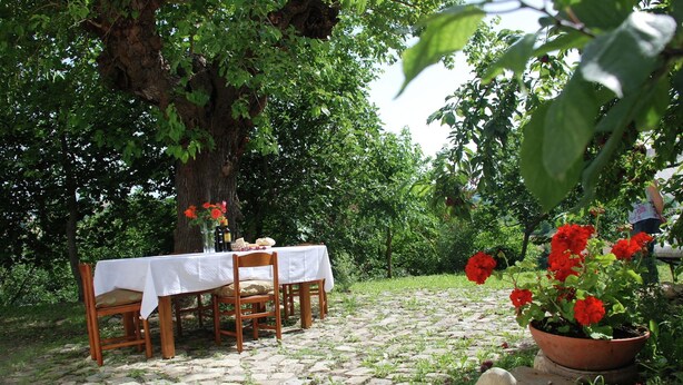 Un área de comedor al aire libre con una mesa debajo de un árbol, rodeada de follaje.