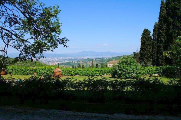 Viñedo con hileras de vides y una vista distante de un paisaje urbano.