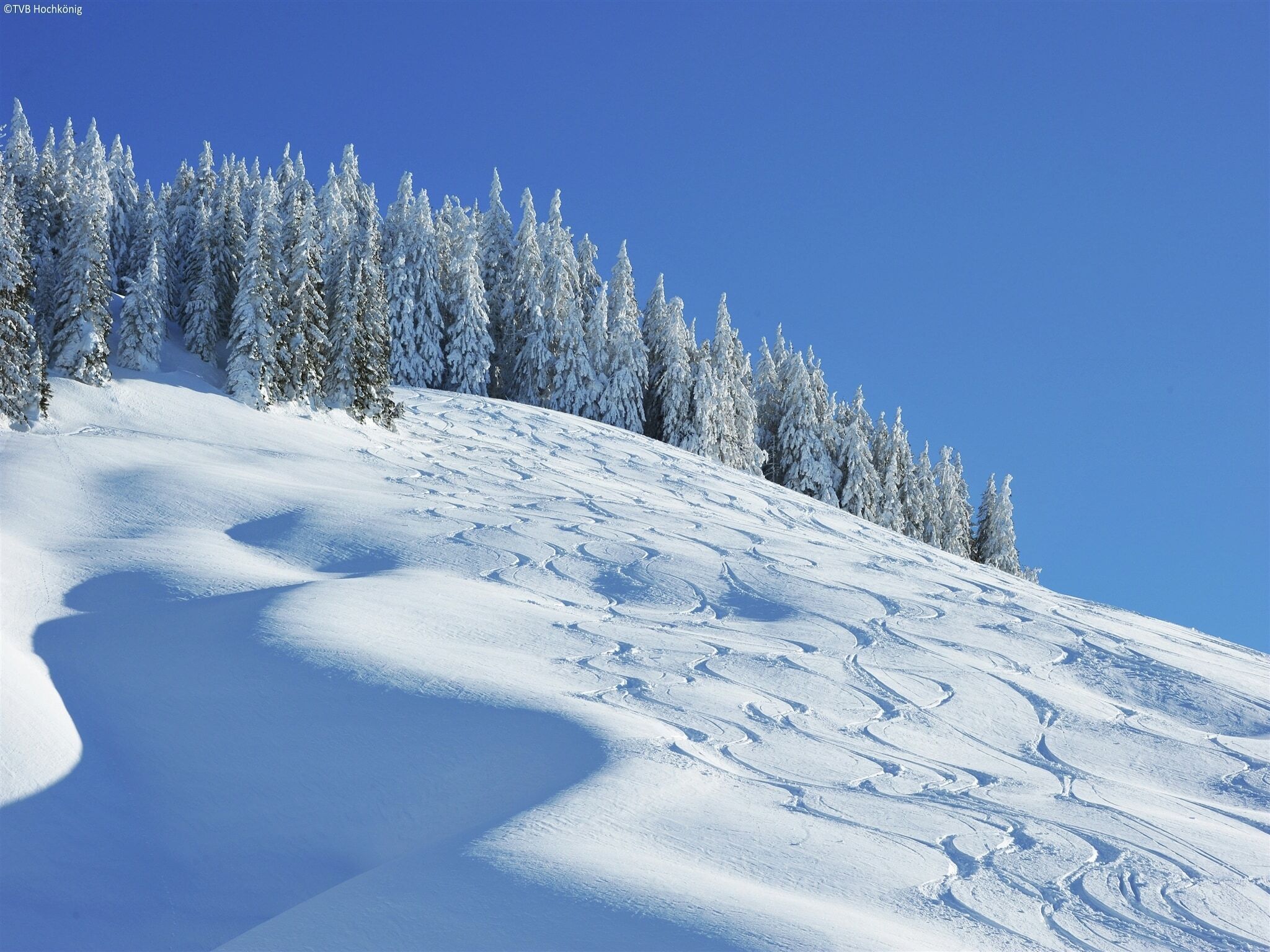 Pendiente nevada con árboles y huellas de esquí.