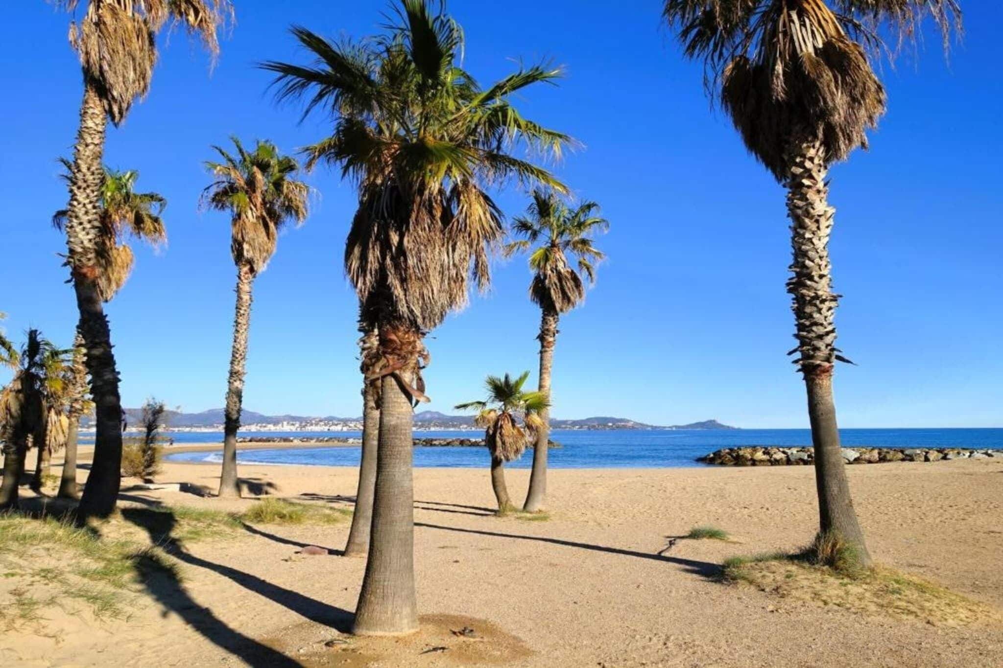 A beach with palm trees and a clear blue sky.
