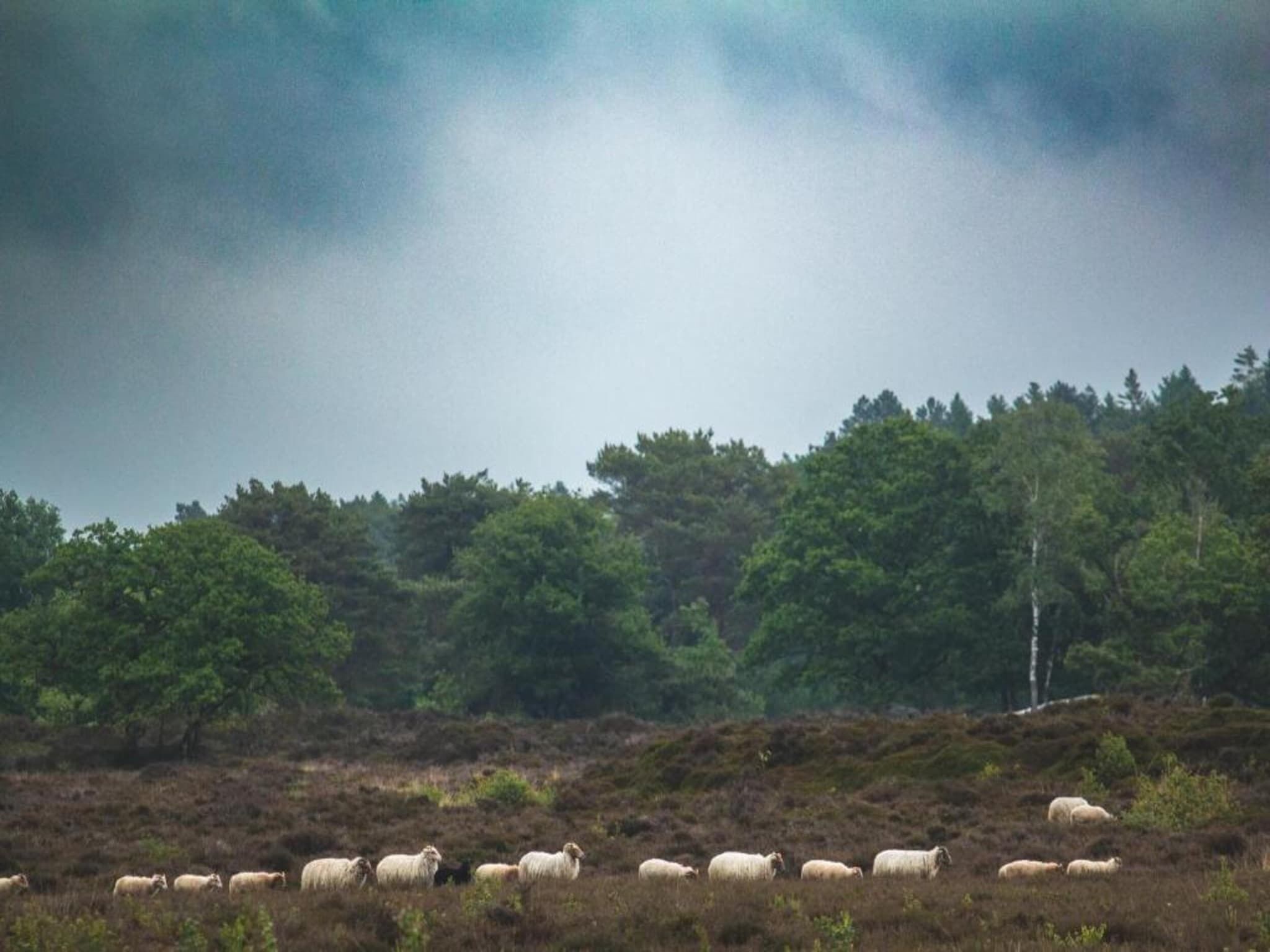 A herd of sheep grazing in a field with a forest in the background.