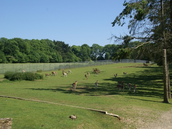 A fenced outdoor area with a grassy field and trees.