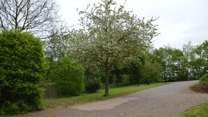 A paved pathway with a tree-lined road, surrounded by greenery and a wooden fence. - Comfy Apartment in Gransdorf with Garden (Gransdorf)