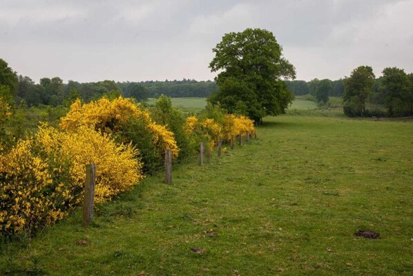 Een grasveld met geel bloeiende struiken en een grote boom in de verte.