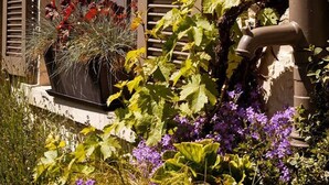A garden with various plants and flowers in front of a building with shutters. - Charming cottage in a farm with views (Gimnee)