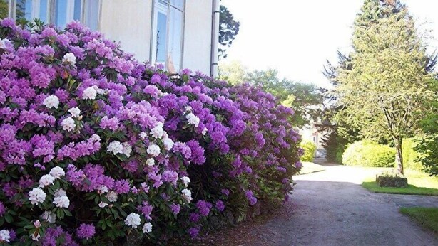 A pathway flanked by dense shrubbery with purple and white flowers.