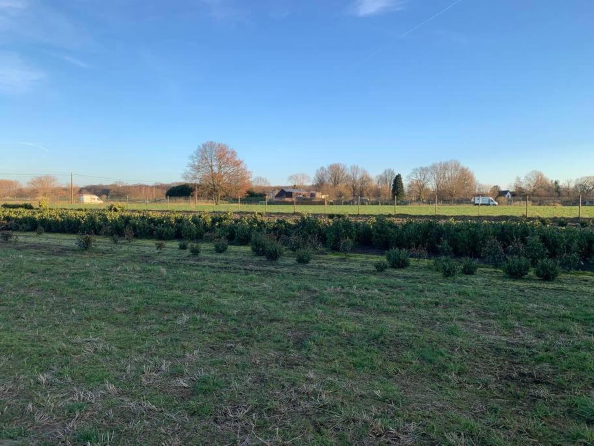 Ländliche Landschaft mit einem Feld voller Pflanzen und einer Baumreihe in der Ferne.