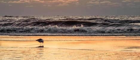 Plage à proximité