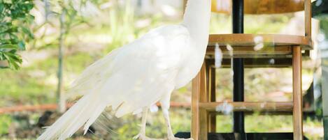 Een witte vogel staat op een houten platform met een bank, in een natuurlijke omgeving.