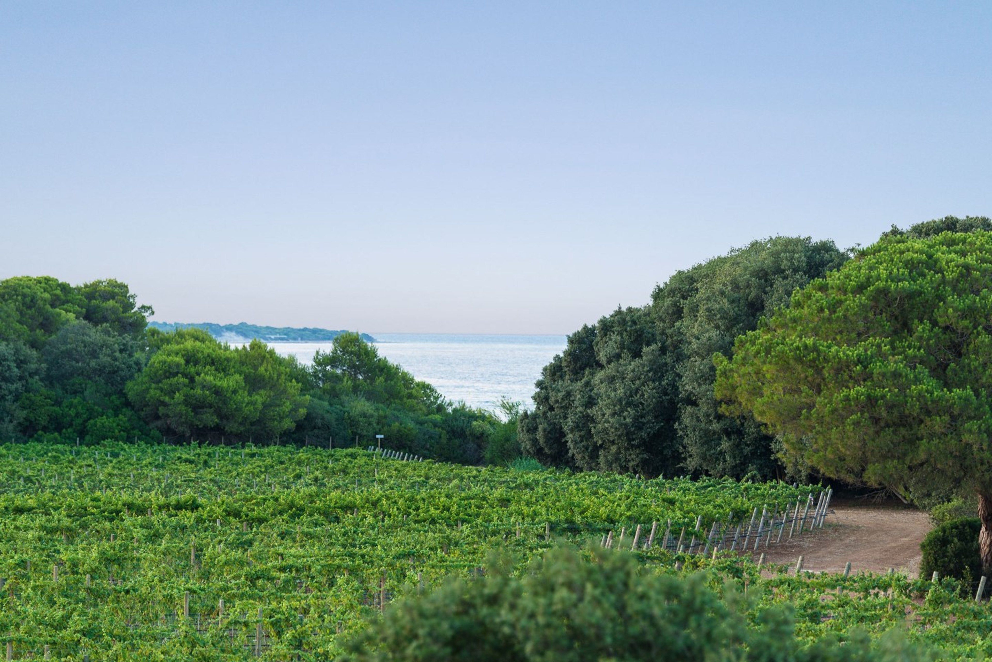 Foto - Masseria Mongiò dell'Elefante