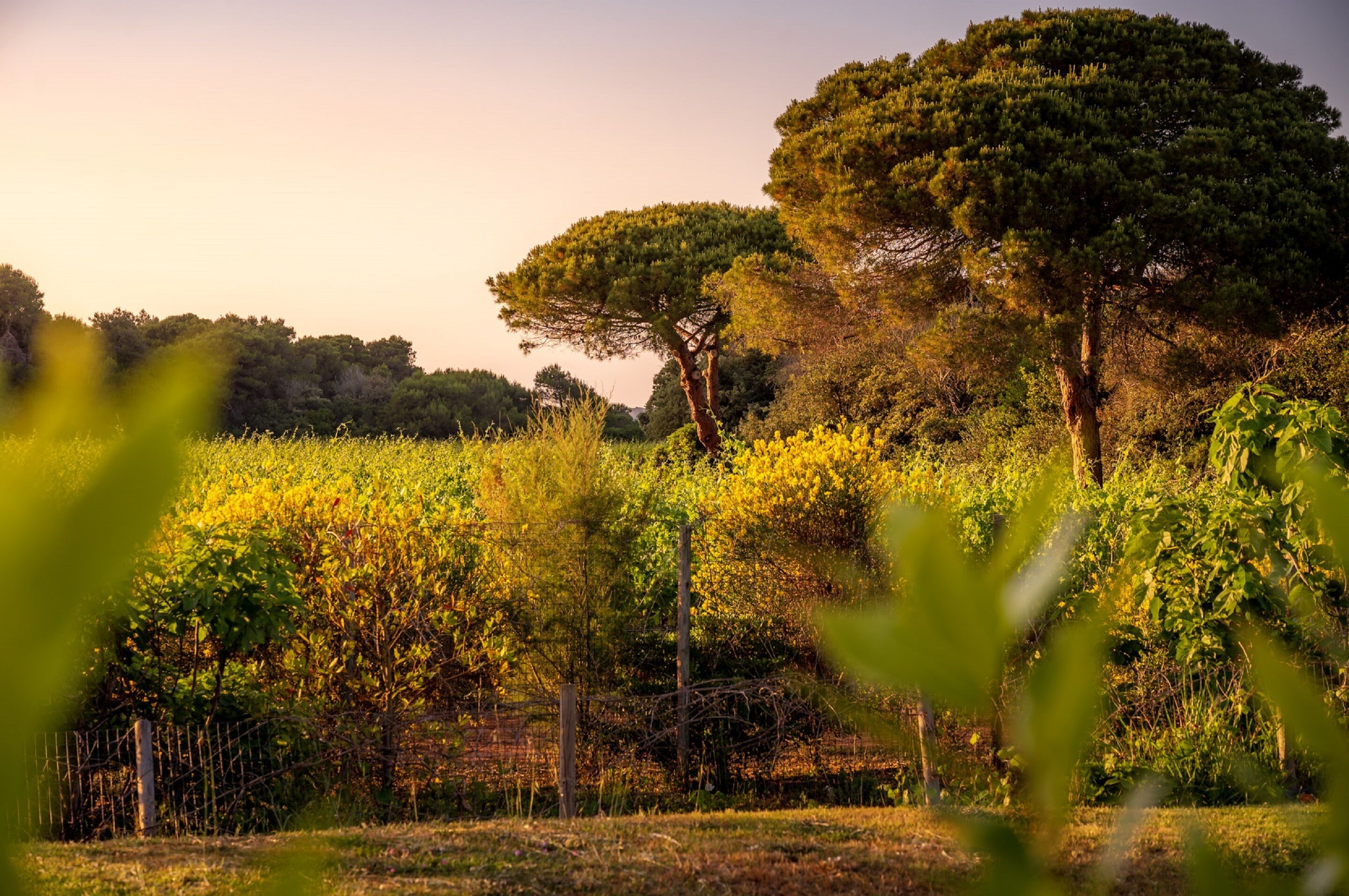 Foto - Masseria Mongiò dell'Elefante