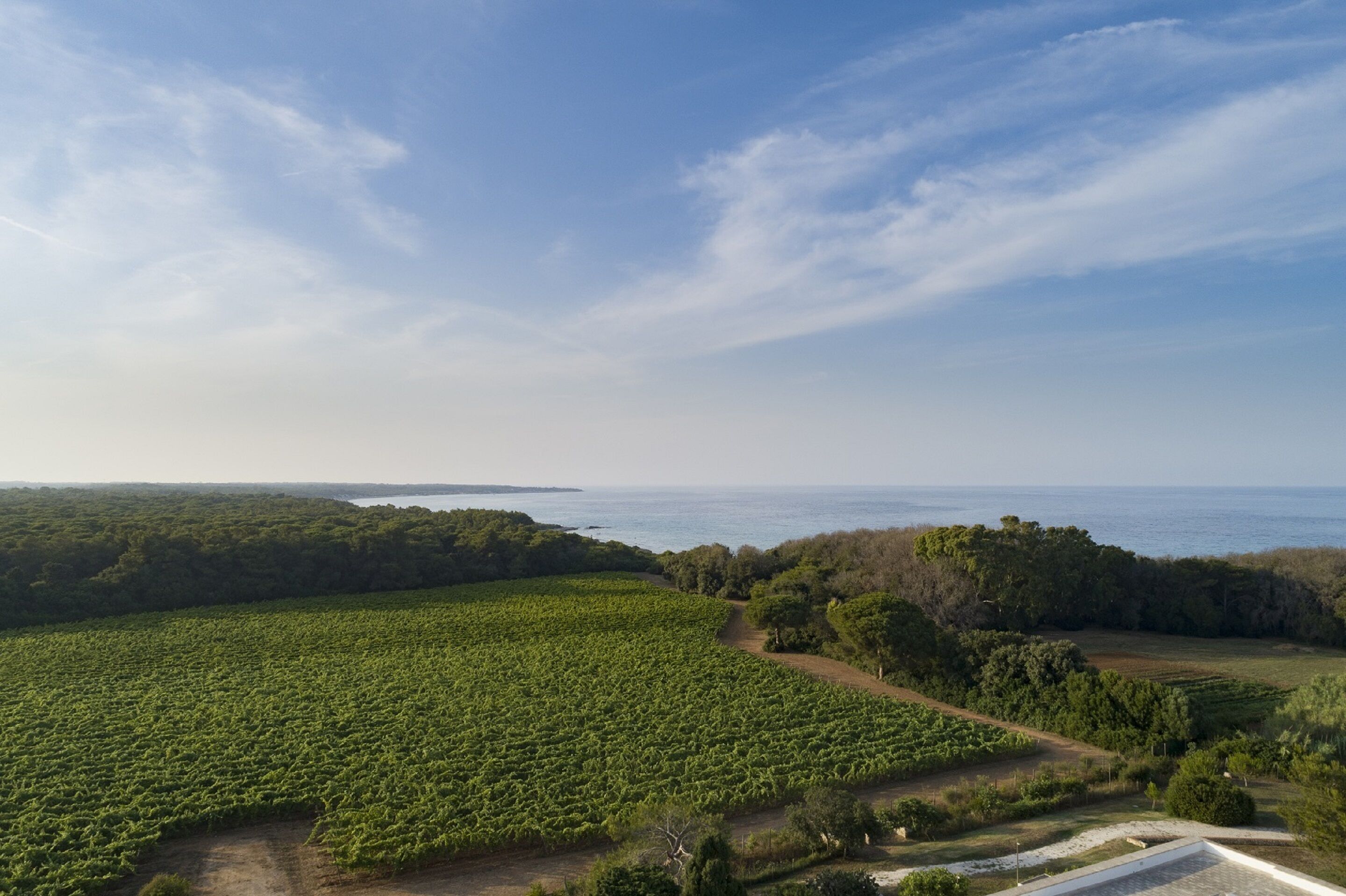 Viñedo con hileras de vides, un sendero de tierra y vista al océano.