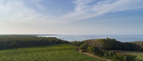 Viñedo con hileras de vides, un sendero de tierra y vista al océano.