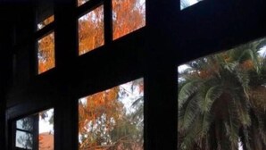 Una habitación con vistas al follaje otoñal y una palmera afuera.