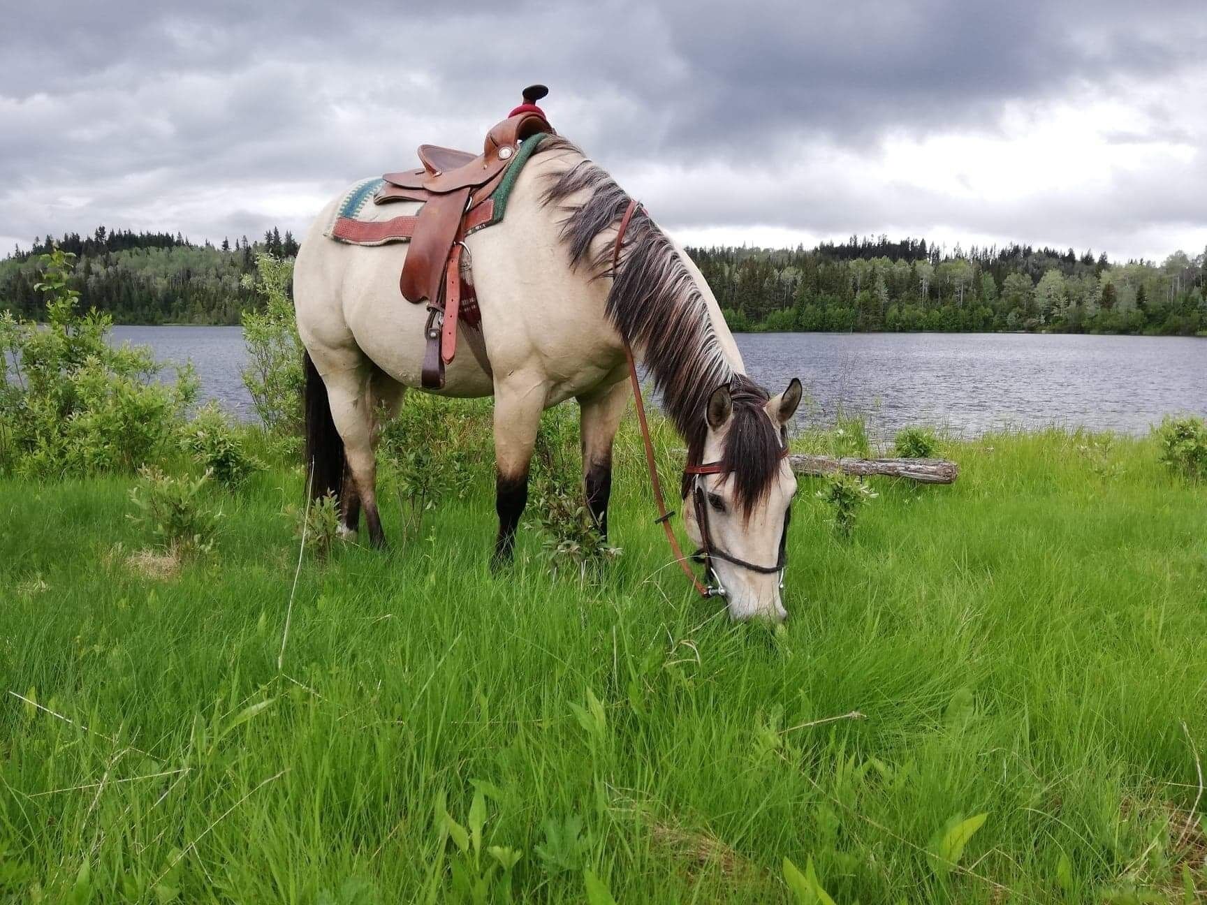 A horse with a saddle and bridle in a grassy area near a lake.