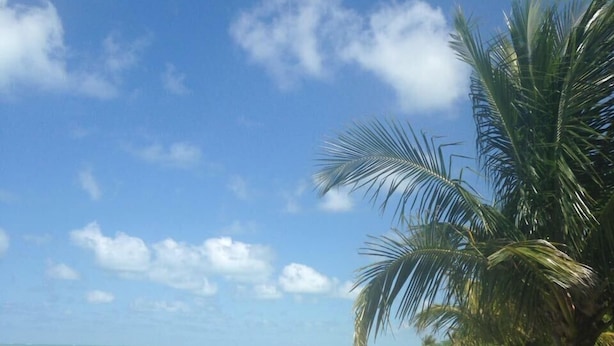 A beach with a clear sky, sandy shore, and a palm tree. - Pousada das Acacias (São Miguel dos Milagres)