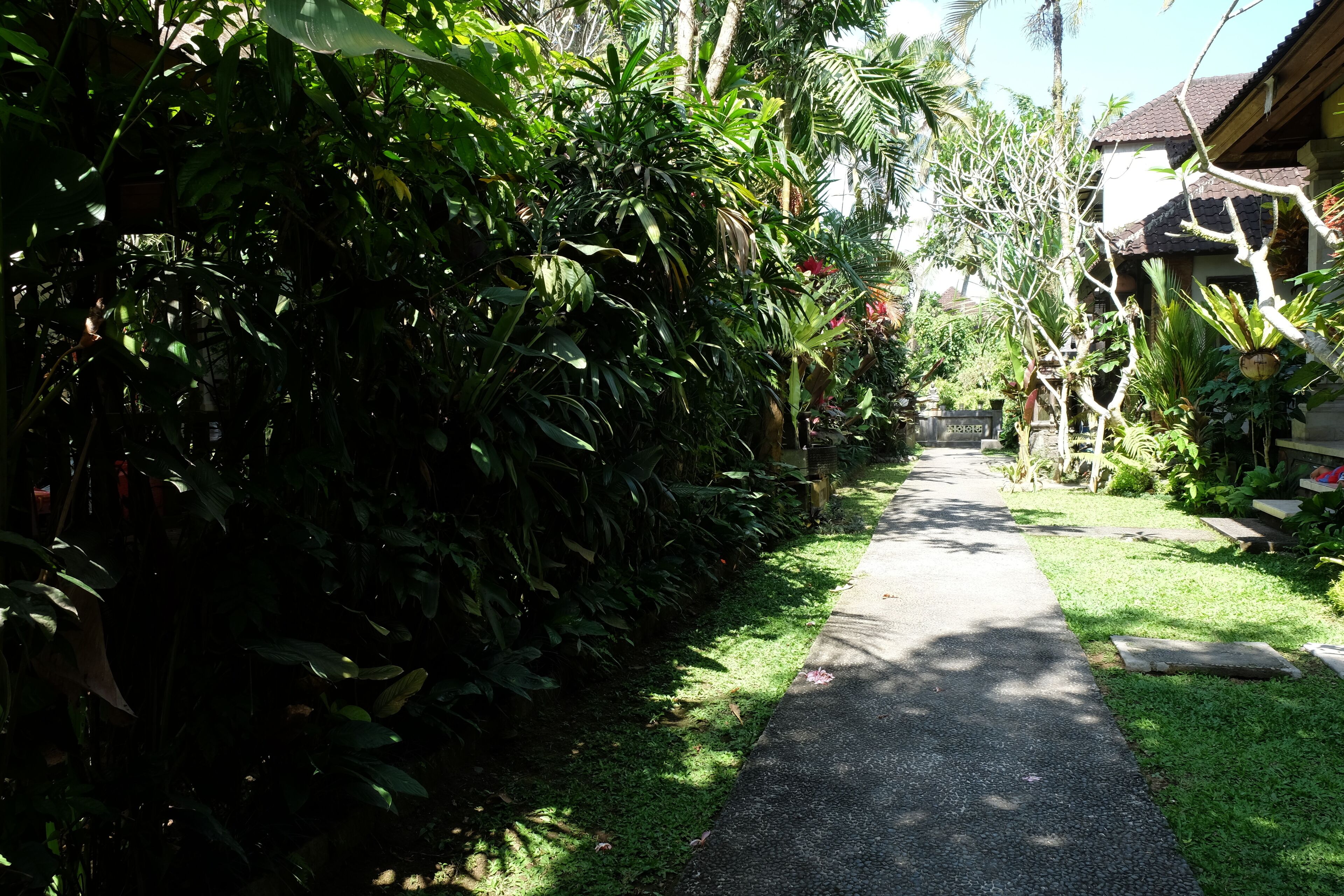 A pathway flanked by dense foliage and a building with a tiled roof.