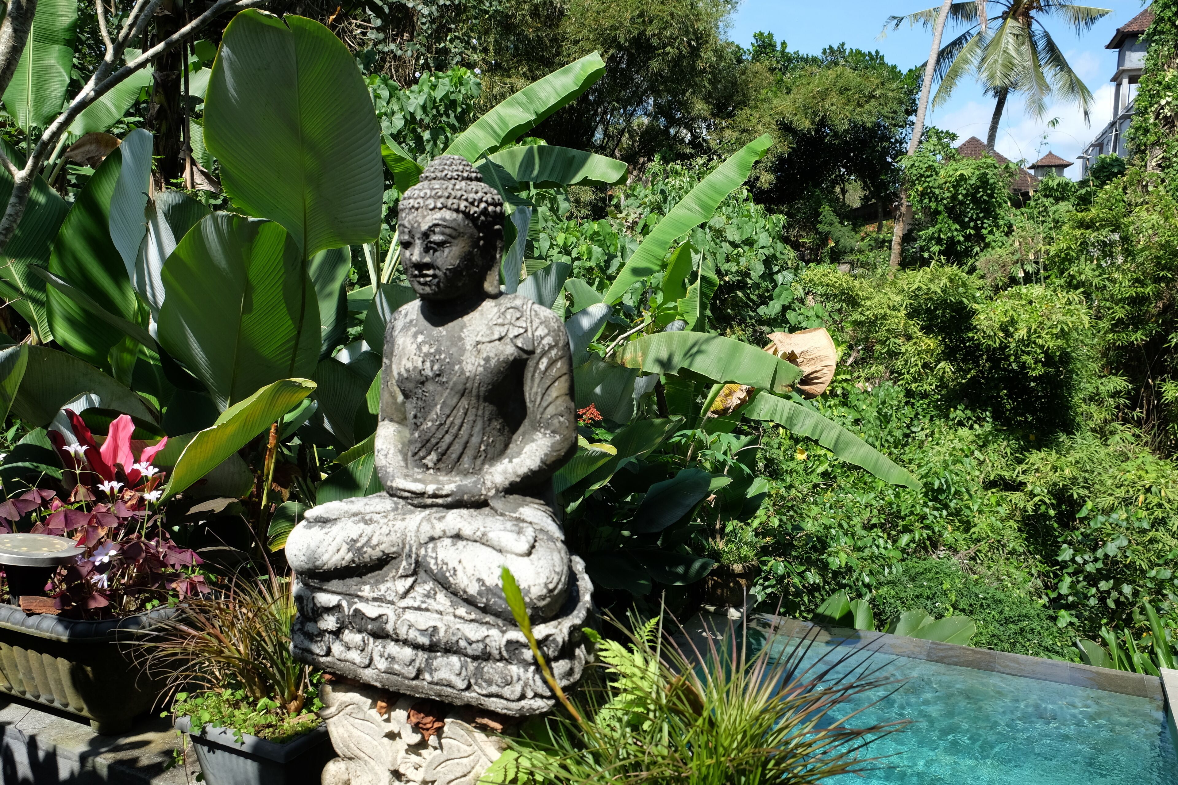 Una estàtua de Buda en un jardí amb una piscina i vegetació abundant.