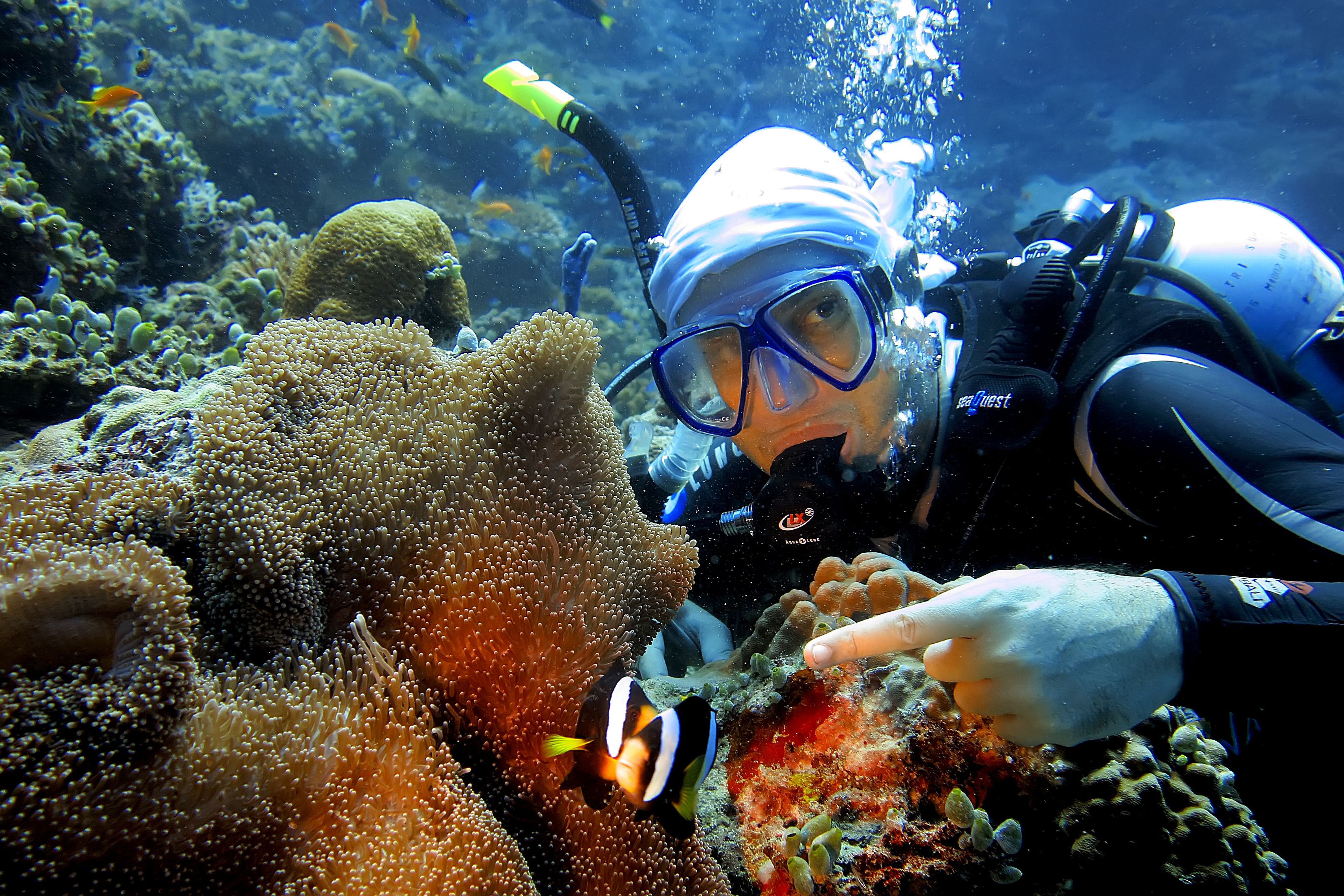 Un buceador interactuando con un pez payaso cerca de un arrecife de coral.