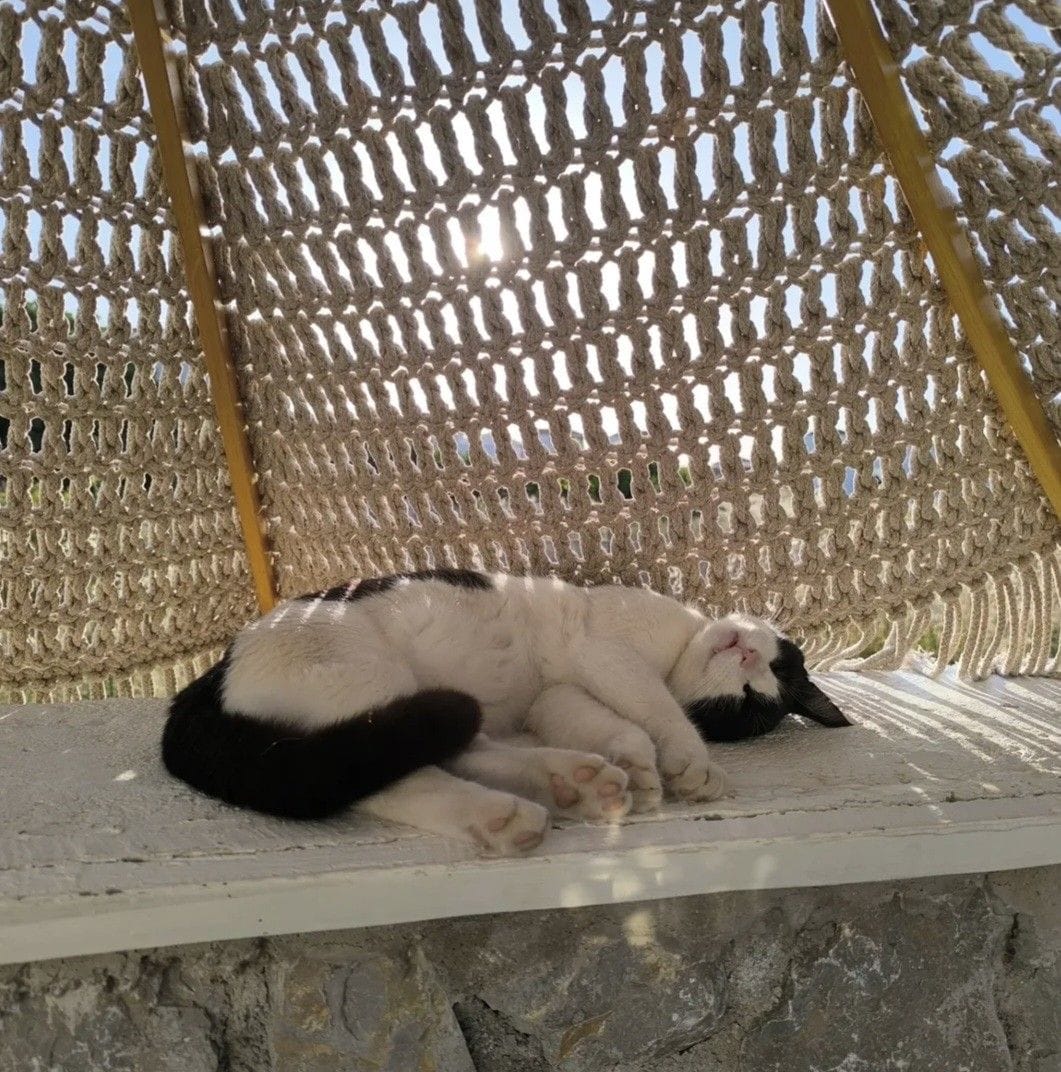 A cat sleeping on a ledge under a netted structure.