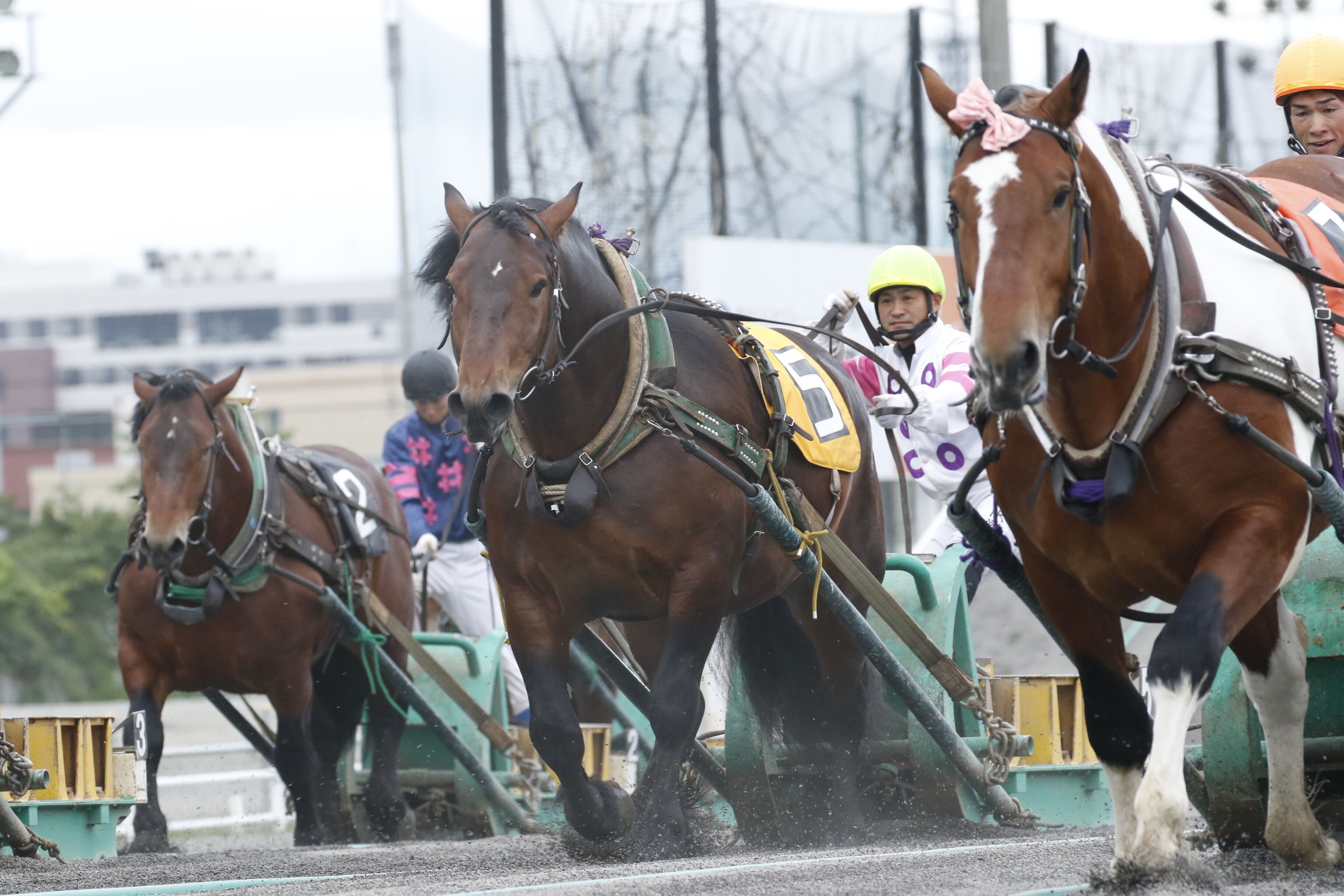 A group of horses pulling a cart, likely used for pulling heavy loads or for ceremonial purposes.