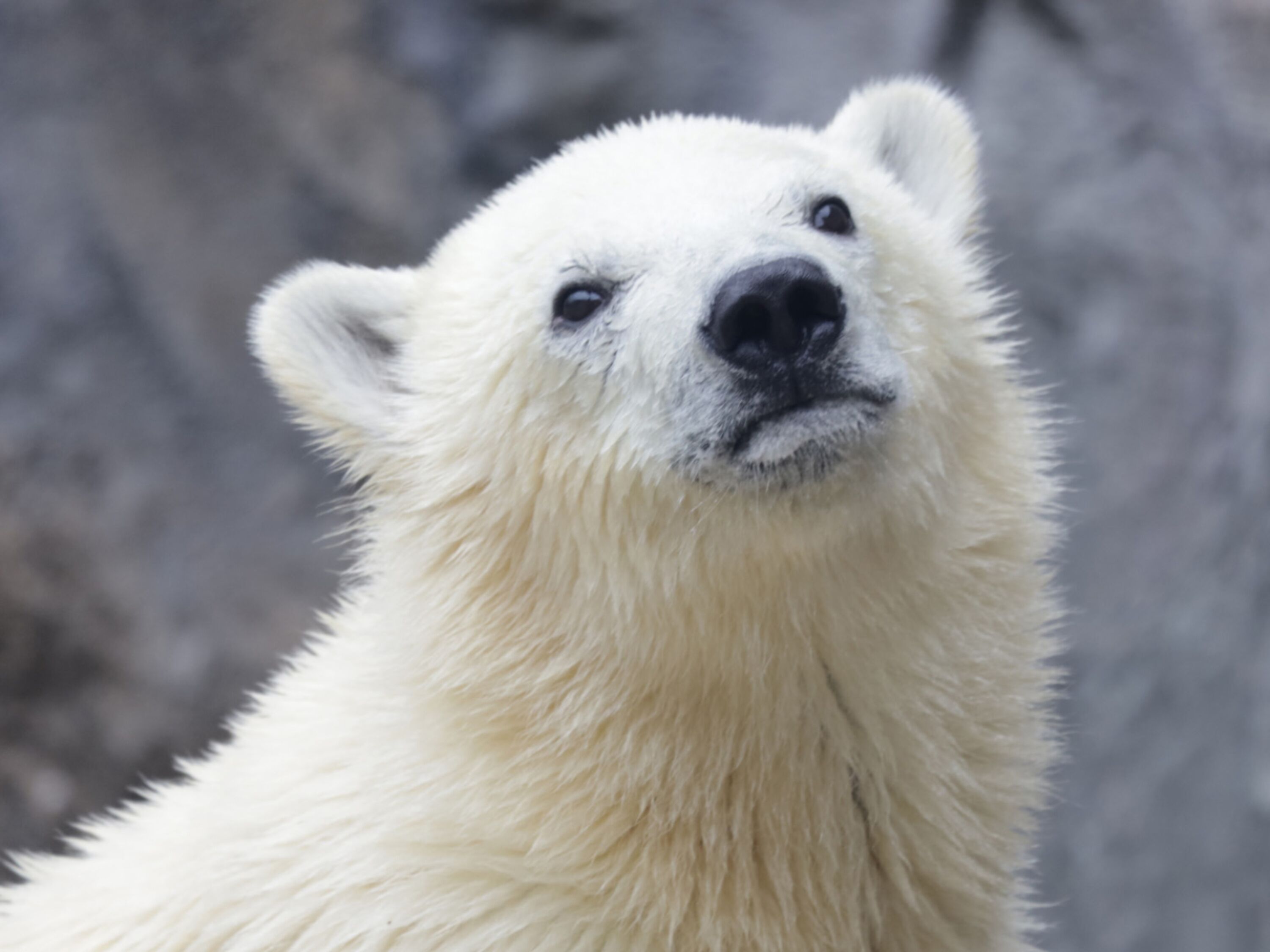 東横ＩＮＮ旭川駅前一条通 Expedia提供写真