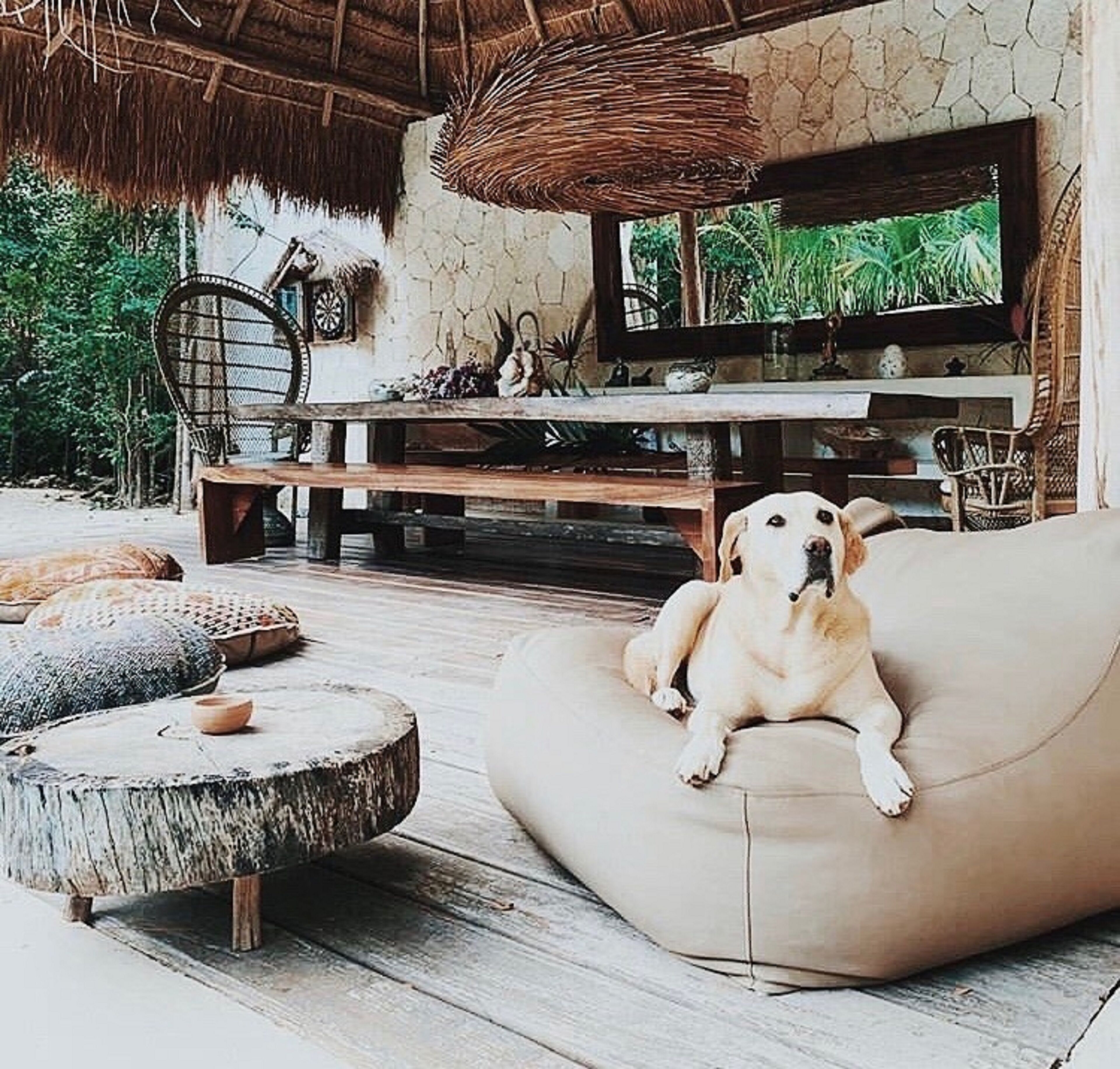 Un espacio de sala acogedor con un perro sobre un sofá color beige, una mesa de centro de madera y un televisor en una pared de piedra.