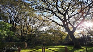 A park with a wooden gate, trees, and a clear sky. - Villa in Vessem near Eindhoven (Vessem)