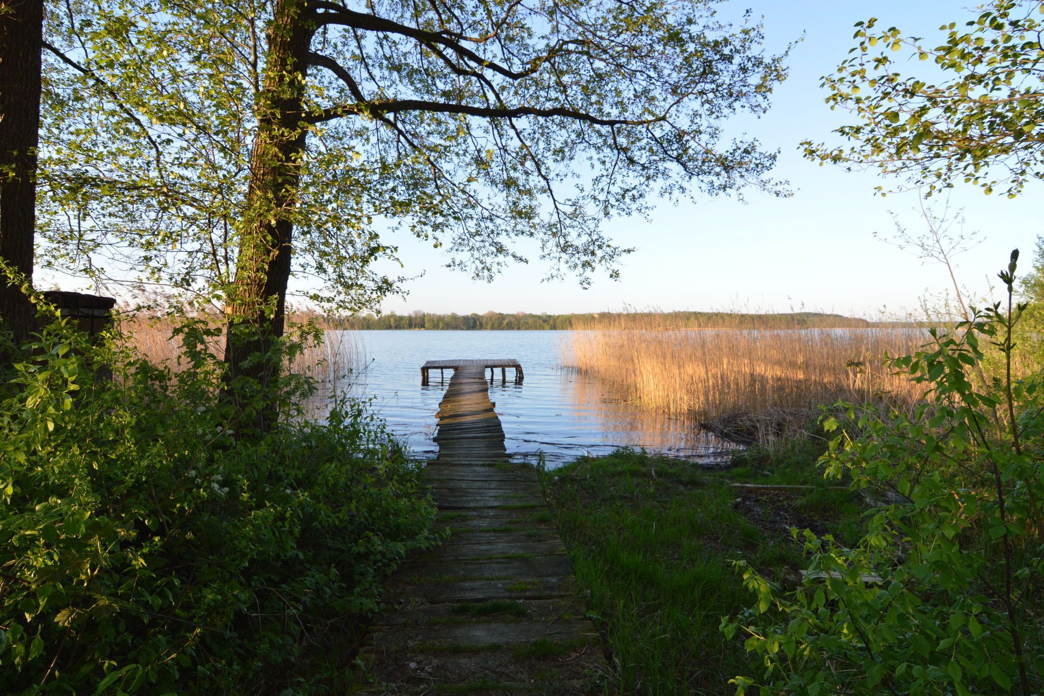 En träbrygga som leder ut till en lugn sjö, omgiven av tät vegetation.