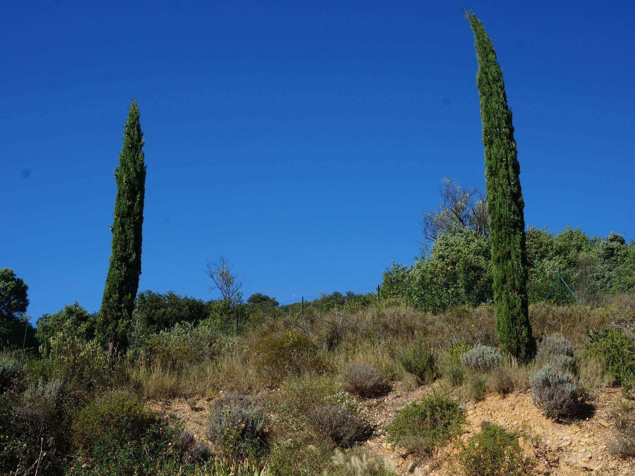 Paisaje natural con dos altos cipreses y diversos arbustos y plantas pequeñas.