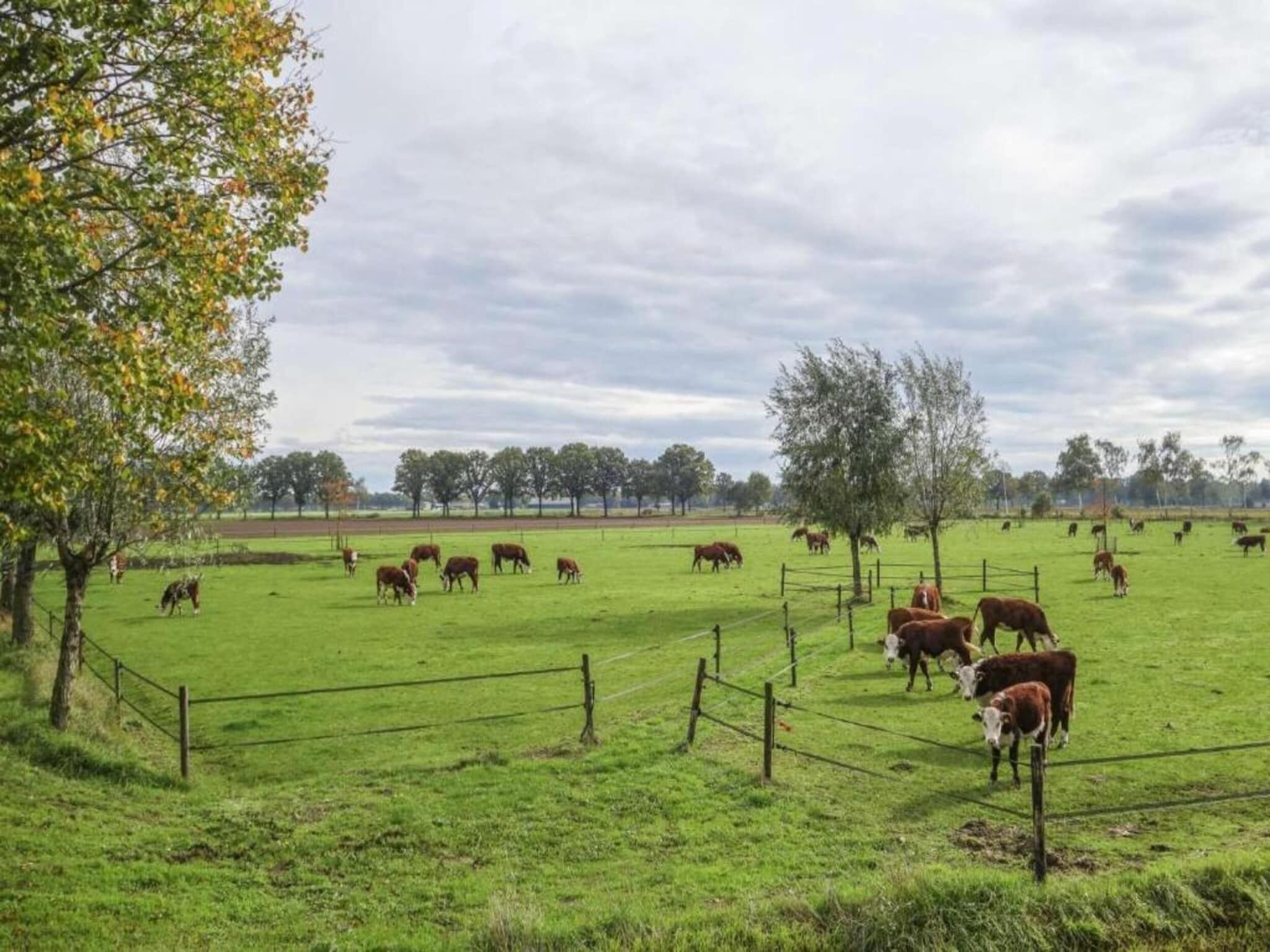 A rural landscape with a fenced pasture containing several cows.