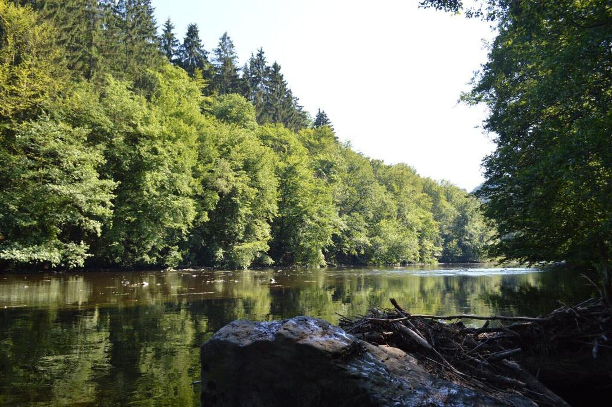 Un río rodeado de un bosque denso.