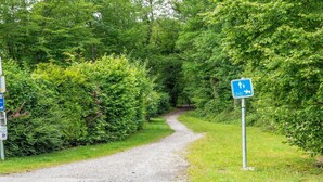 Un chemin de gravier bordé d’une végétation luxuriante, qui mène à une zone boisée.
