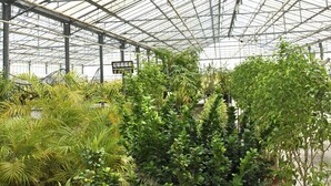 Un invernadero con diversas plantas y una estructura metálica.