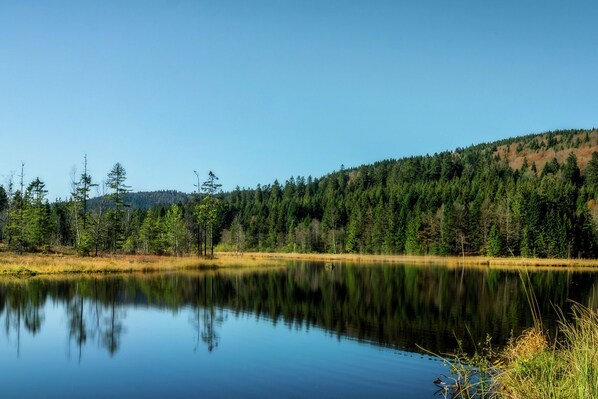 A calm lake surrounded by dense forest and a clear blue sky.