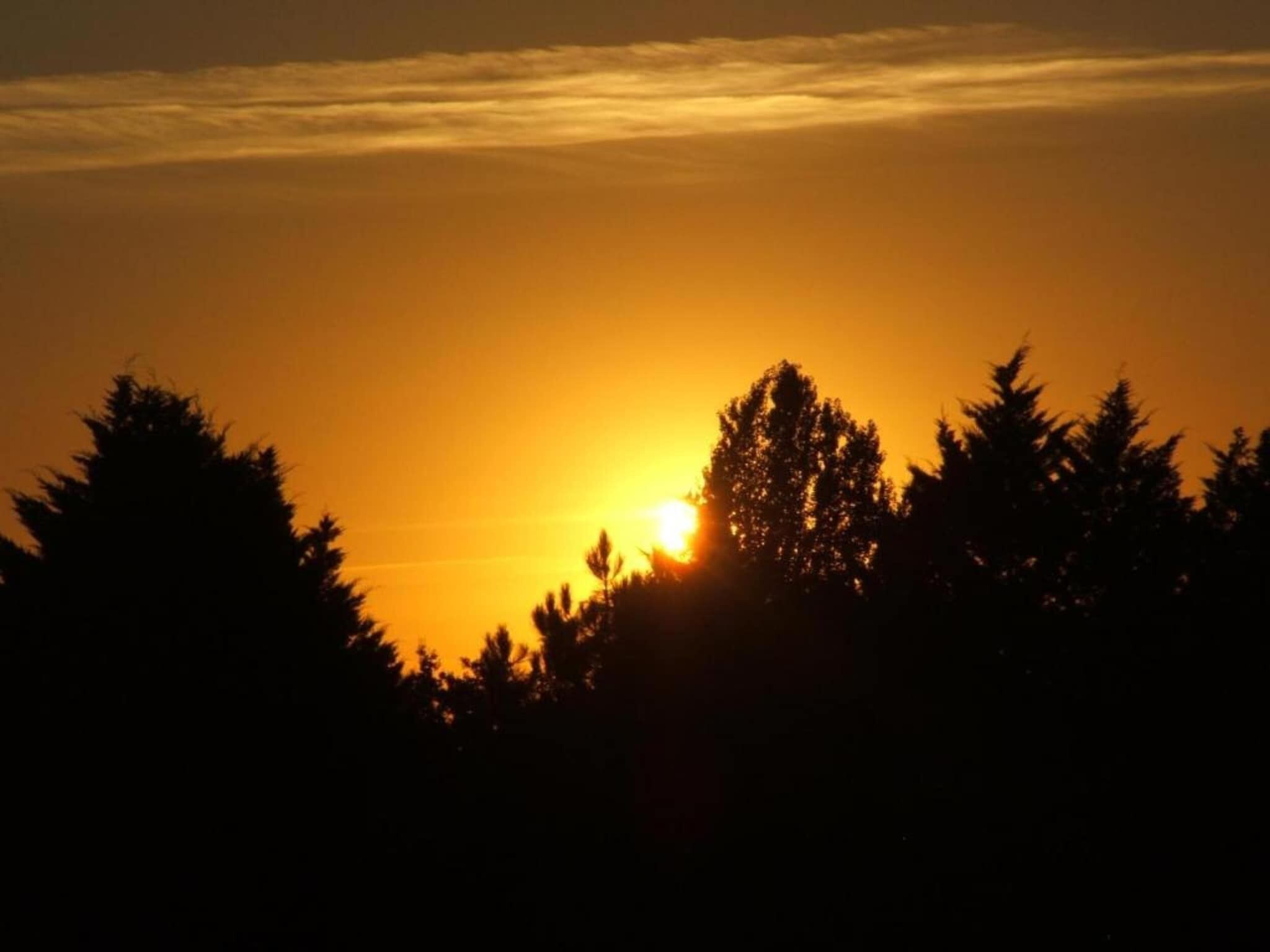 Un atardecer con el sol parcialmente oculto por los árboles.