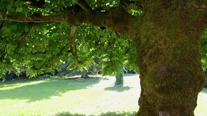 Un árbol con el tronco cubierto de musgo en una zona cubierta de hierba.
