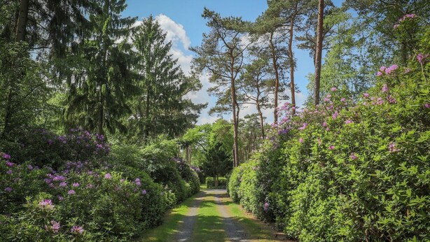 Een grindpad, omzoomd door weelderige groene beplanting en bloeiende struiken, loopt door een bebost gebied.