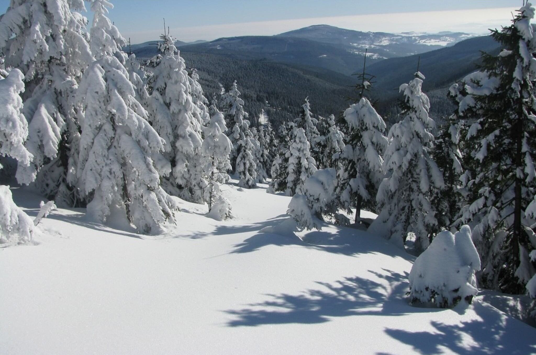 A snow-covered landscape with dense evergreen trees and a clear view of distant mountains.