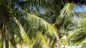 A balcony with wicker chairs, palm trees, and a tiled floor. - Crôa Mares Hotel (Maragogi)