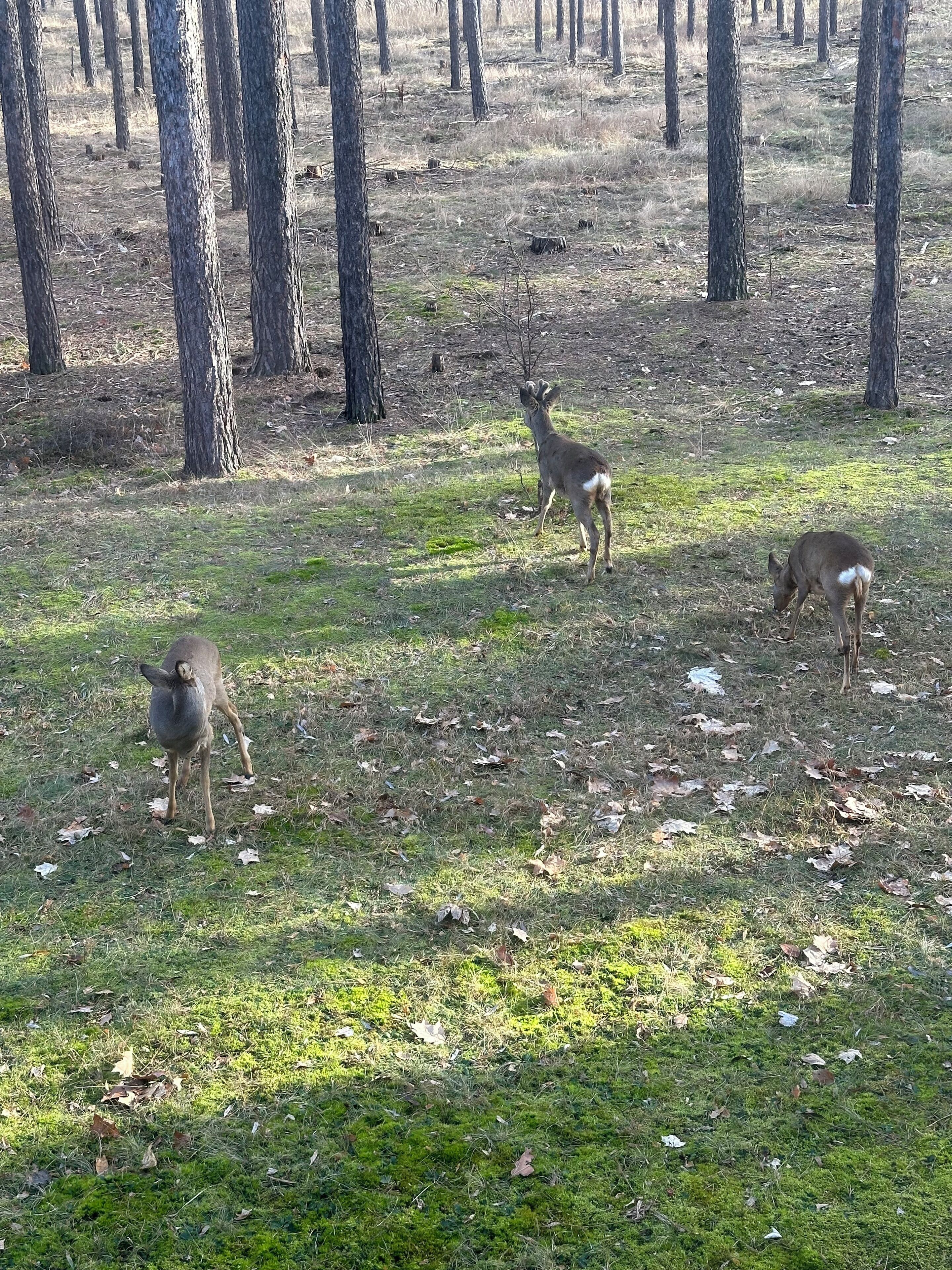 A forested area with trees and a deer grazing.