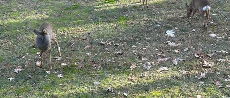 A forested area with trees and a deer grazing.